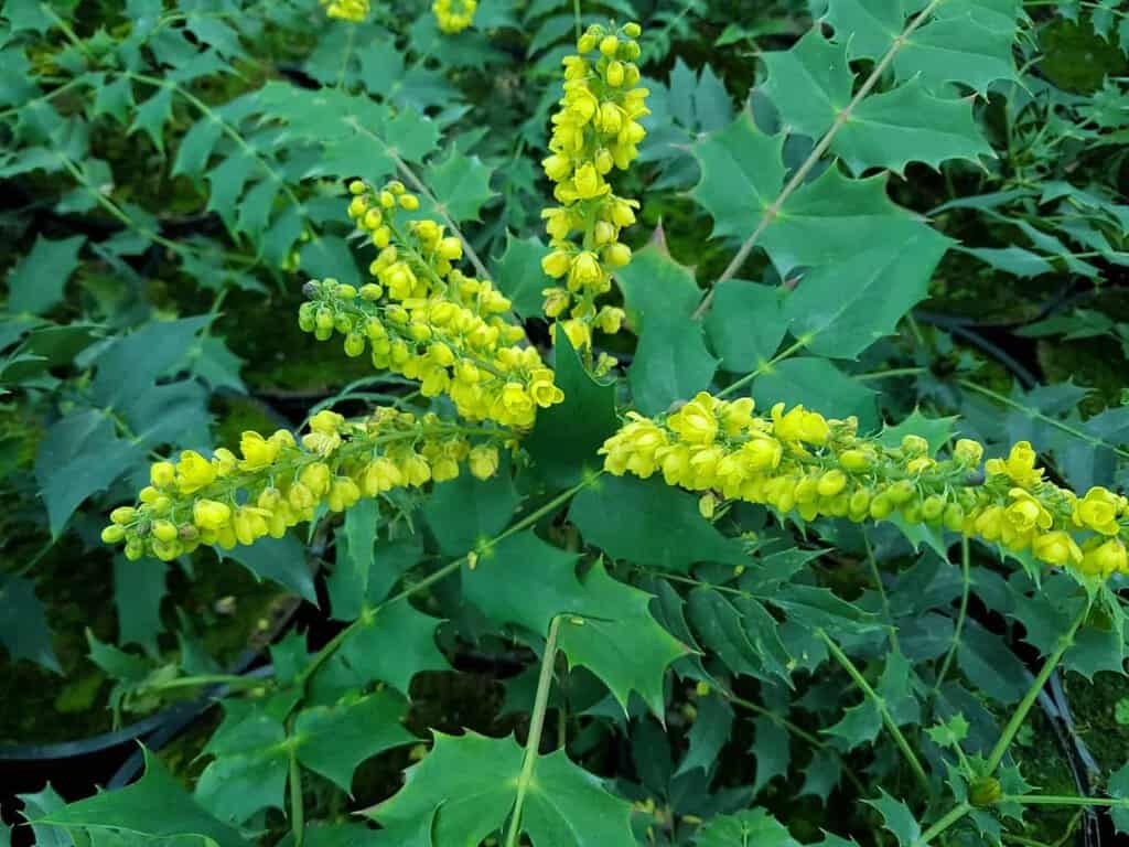 Mahonia x media 'Charity' 30-40 cm